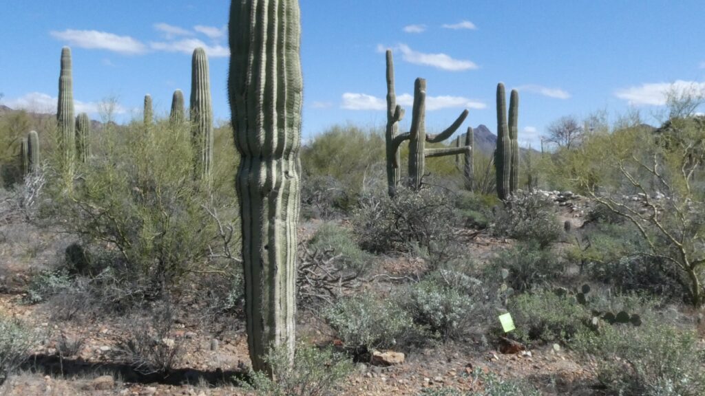 Cactus View