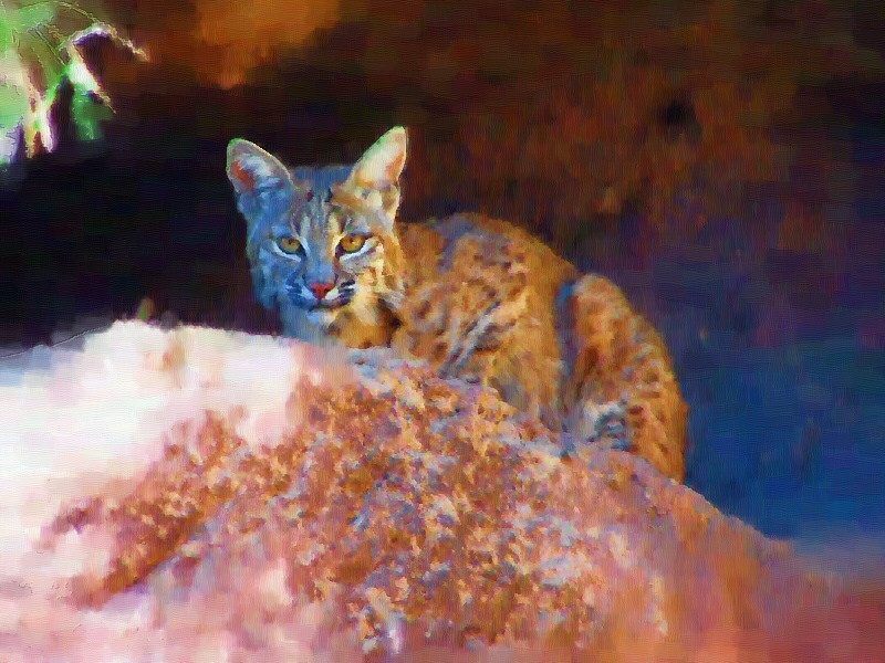 Bobcat